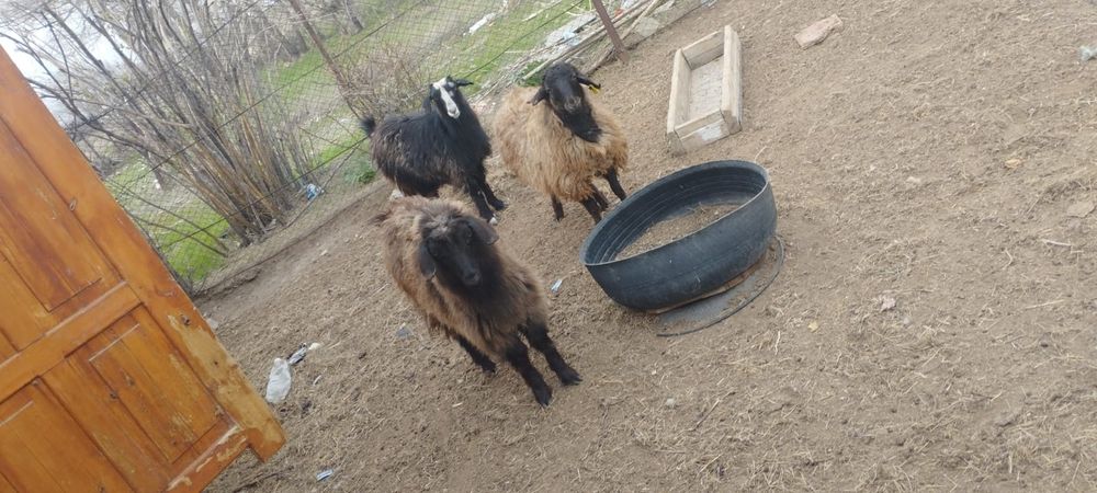 2-шібіш. 1-тоқты  сатылады