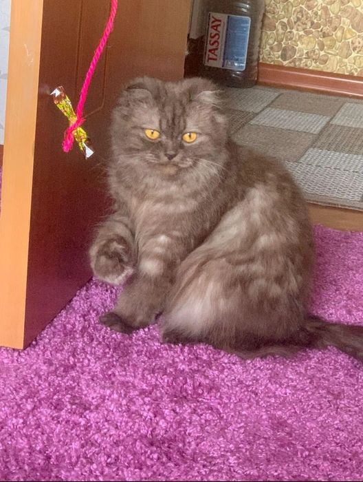 Продвм  шотландских  котят