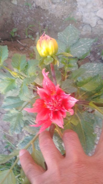 Цветы Георгины !!