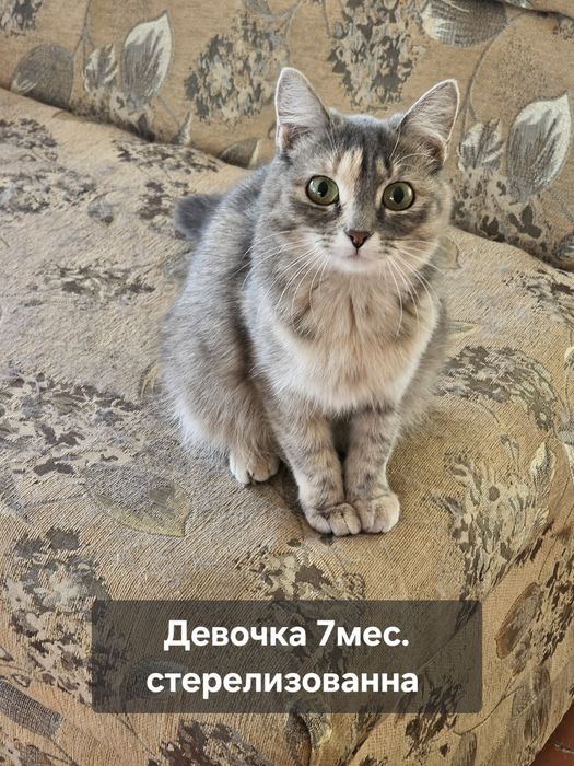 Котята в добрые руки!