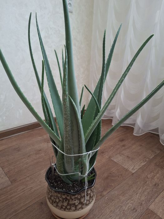 Комнатное растение