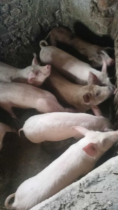 Продавам прасенца