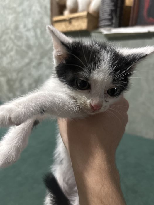 Отдам котят в хорошие руки
