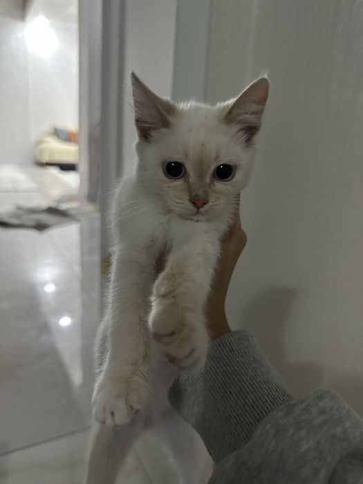 Отдаю котика пародистый