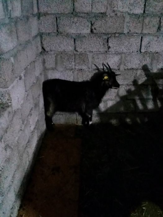 Шыбыш сатылады Кентауда