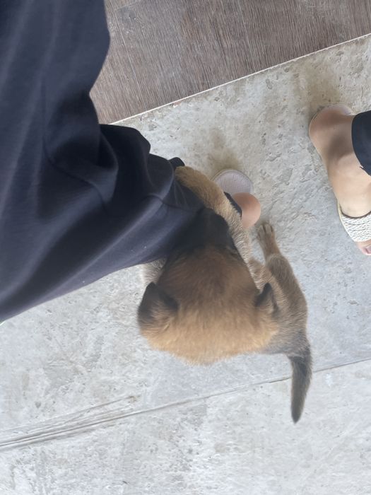 Она послушны и красивые