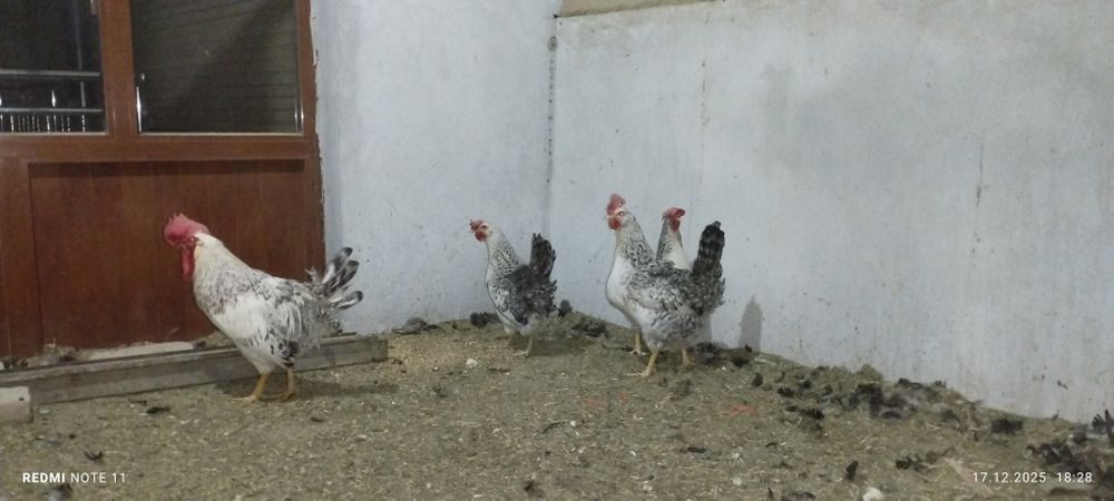 Балковский зотдор хуроз товуклар сотилади