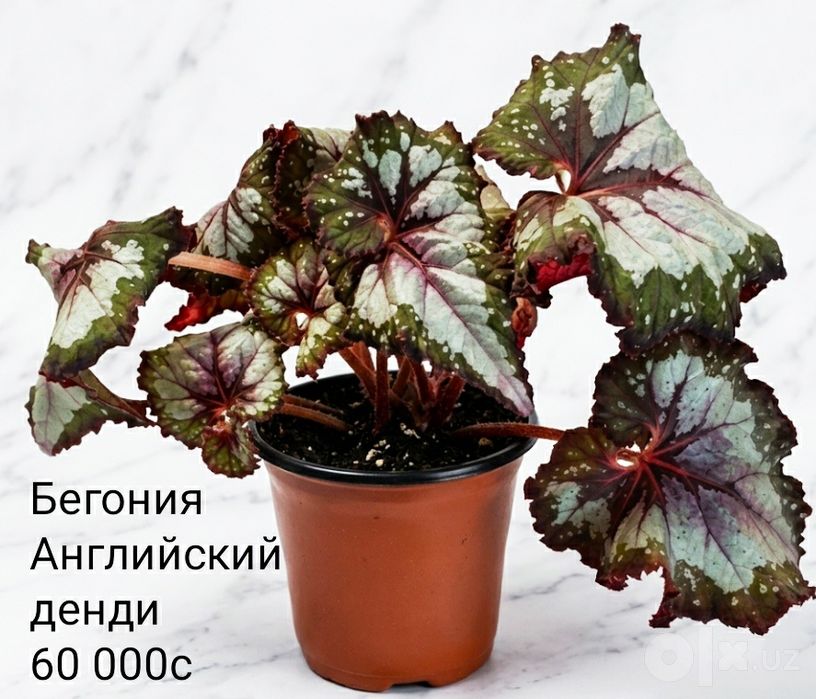 Комнатные цветы.