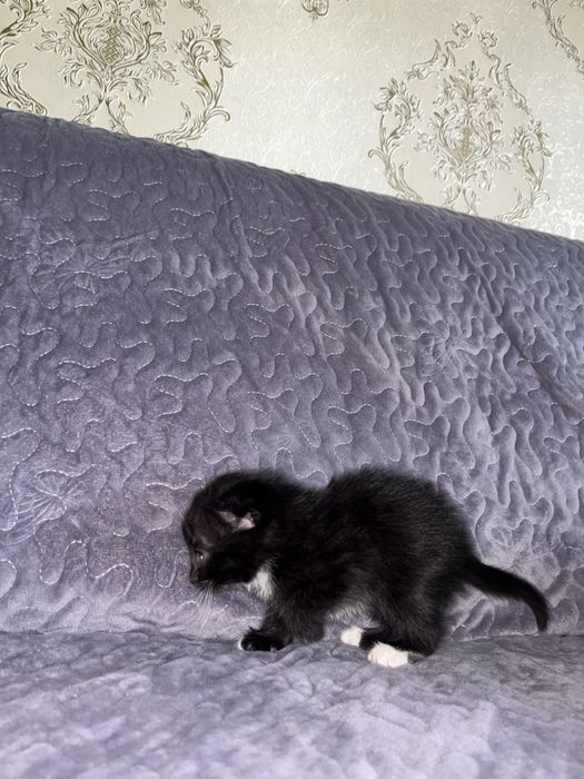 Скотиш фолд мушук