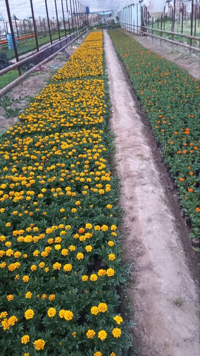 Gullar sotiladi narxi kelishilgan