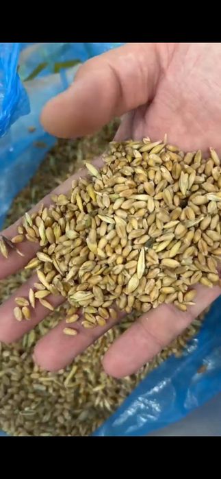 Продам пшеницу Бидай влага 19, 10 тонн!