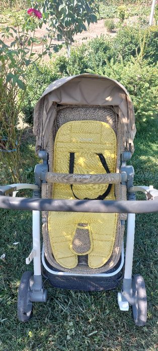Carucior cocolle