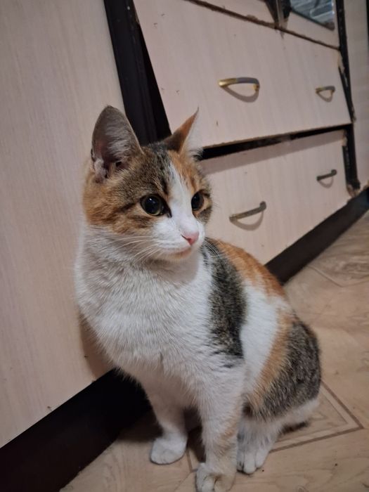 Красавица Ева в поисках дома!!