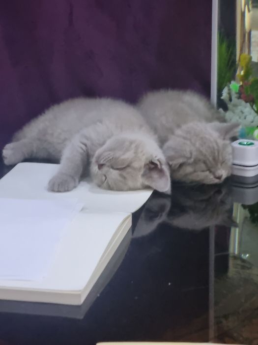 Милые котята ищут любящий дом