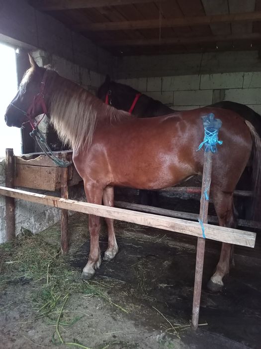 Vând mânză învățată