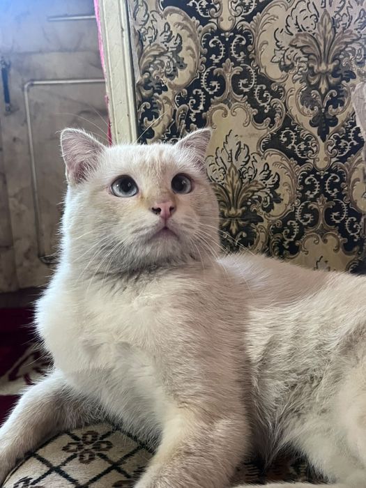 Коты мальчики бесплатно