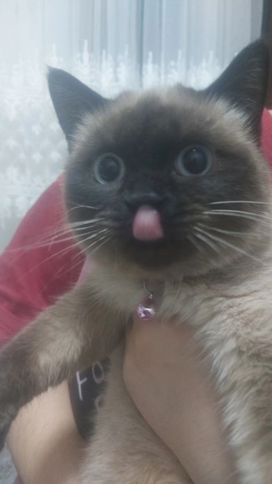 Siyam toza qon mushugi 4oylik