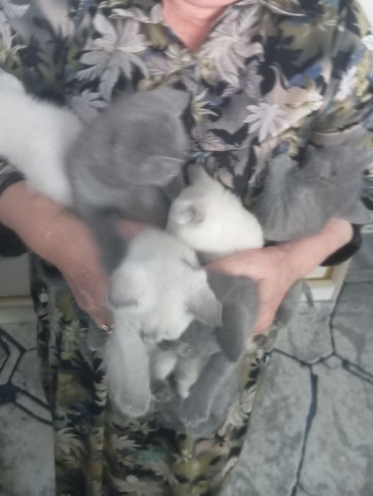 Кошечки породистые