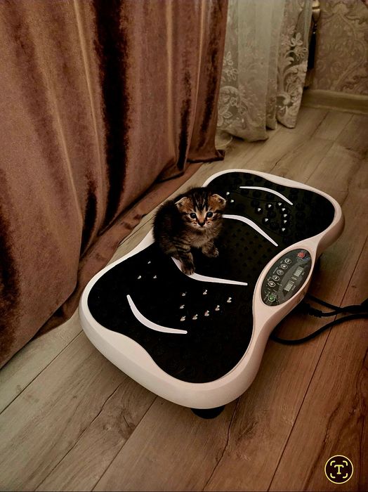 Котята шотландские