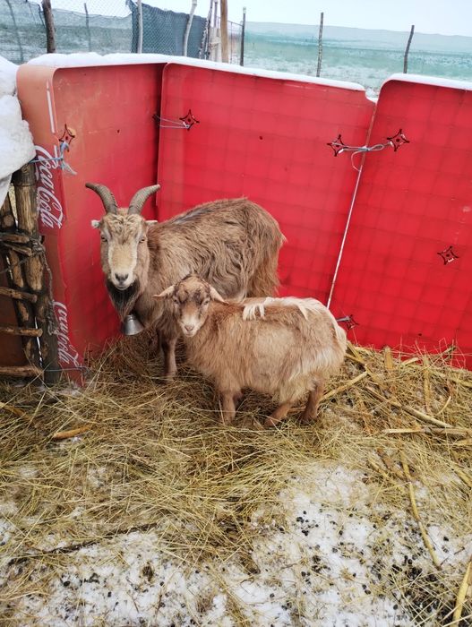 Vând s-au schimb capră cu iadă