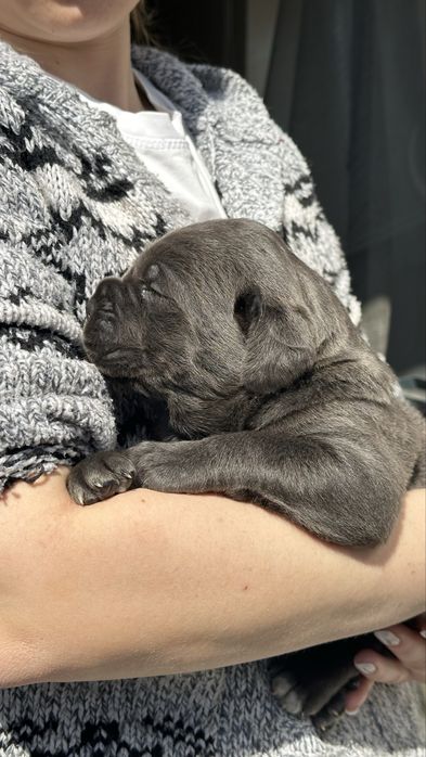 Italian Cane Corso