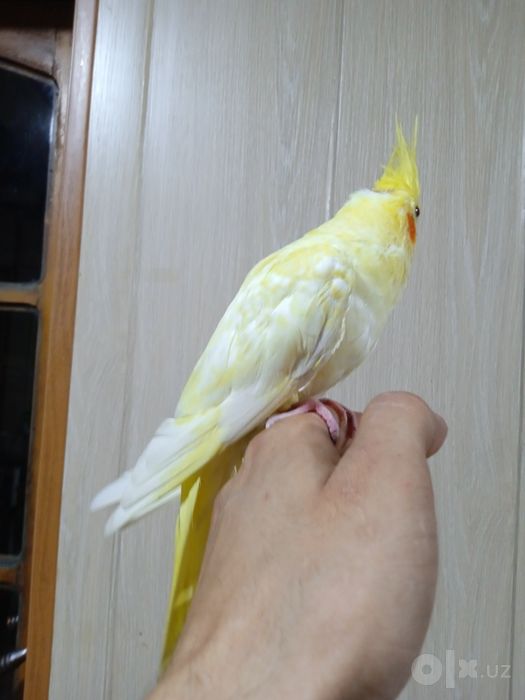 Ручная корелла. Очень умный.