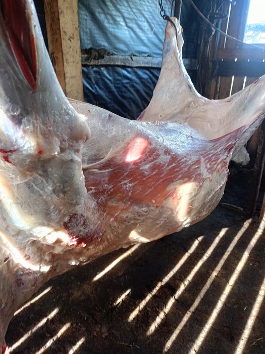 Продам говядину телки жирные .