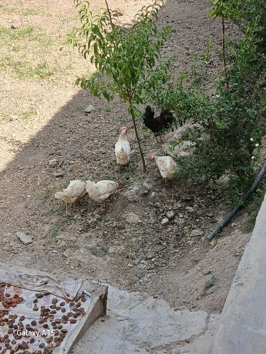 Tovuq Xuroz sotiladi