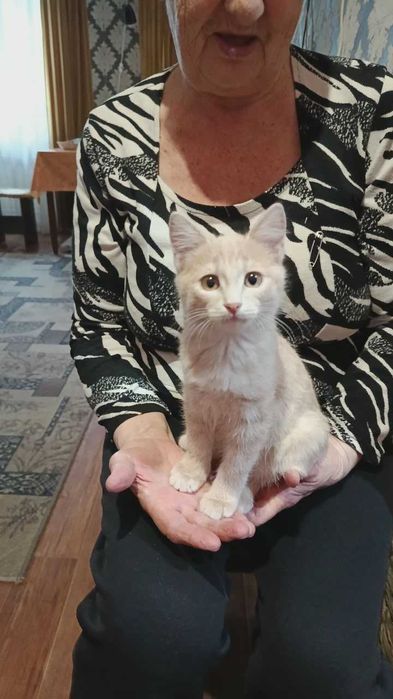 Котенок мальчик ищет дом.
