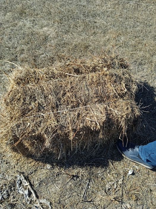 Продам сено разнотравье