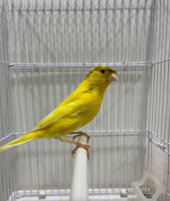 Kanareyka nar Канарека zor sayridi