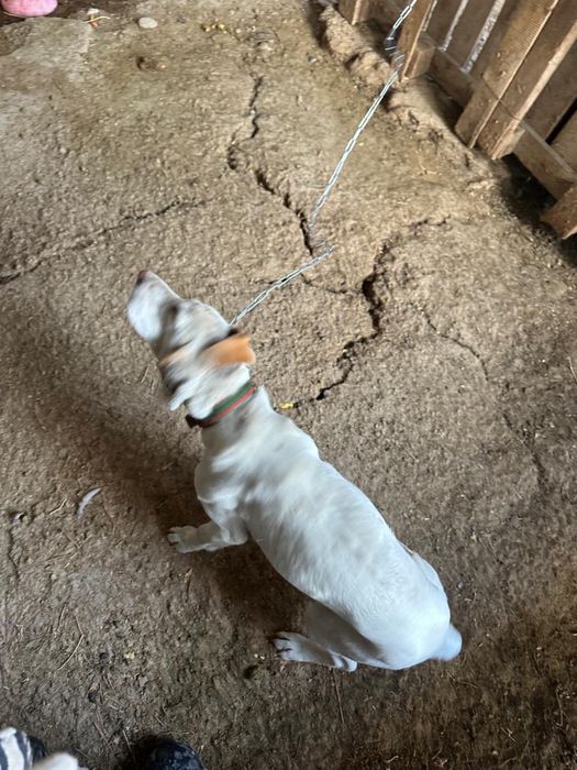 Собака породы Спаниель