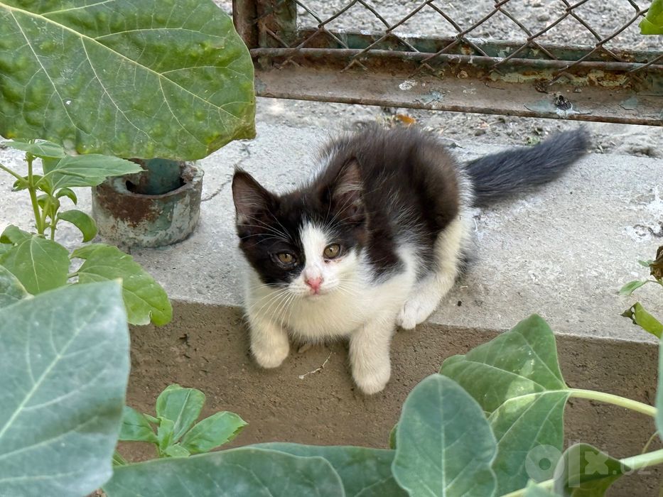 Отдам котят в хорошие руки