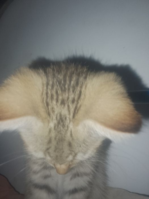 4 котенка в добрые руки