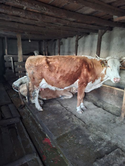 Ұрғашы бұзау сатамын