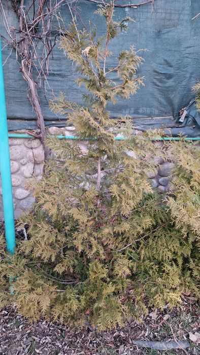 Туя брабант высокая