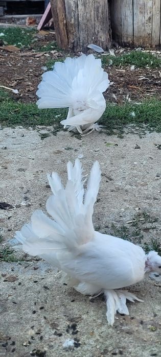 Porumbei rotați ..
