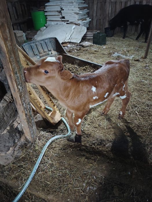 Продаётся скот и телята