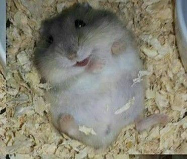 Хомячкиии мальчики и девочки