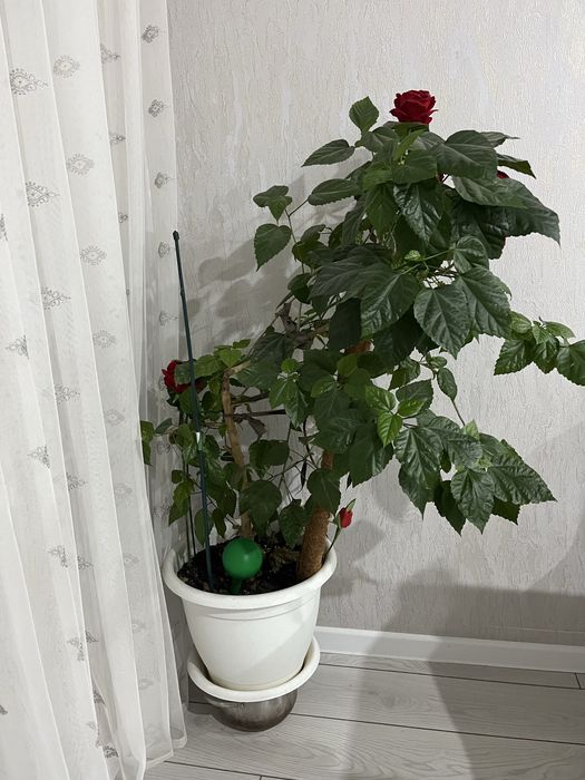 Продаю Гибискус