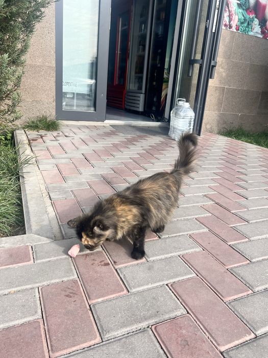 Красивая трёхцветная кошка в добрые руки