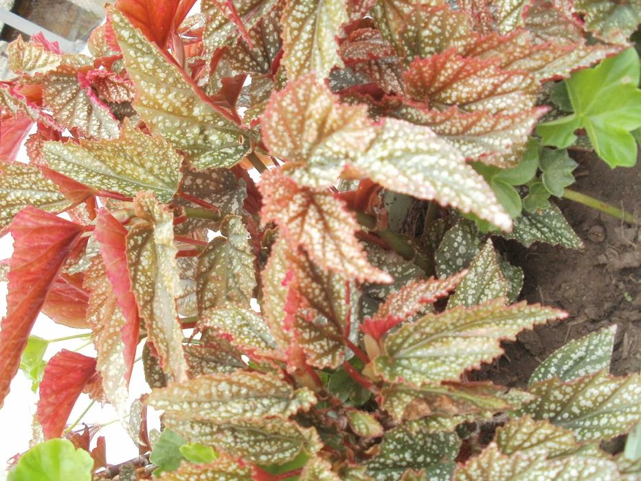 Продавам цветя бегонии Тамая - големи