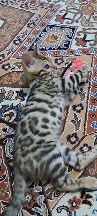 Бенгал котенок мальчик 800$