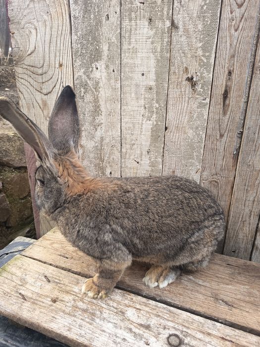 Vând  mascul de urias german