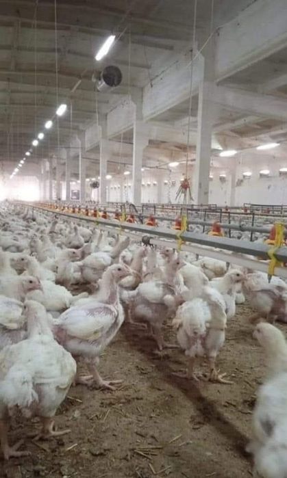 Vindem puii de o zii !!!