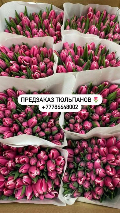 Тюльпаны 750 тг/шт