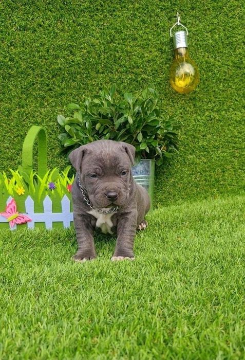 Amstaff blue din parinti de exceptie cu pedigree