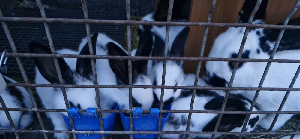 Vând iepuri,metis ug cu fluture