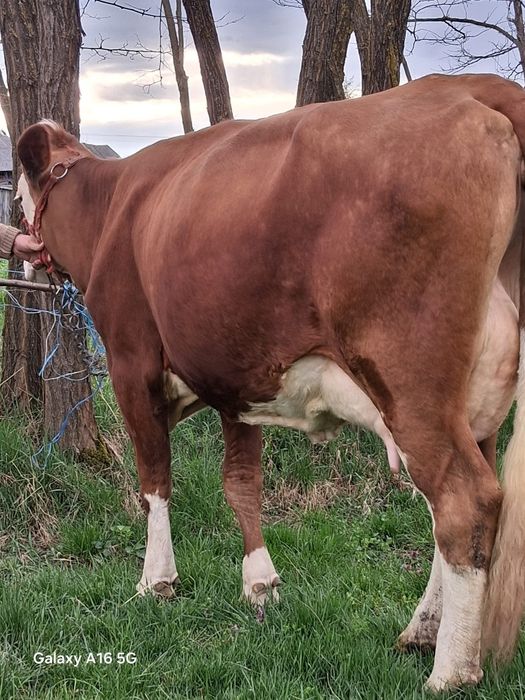 Vand juninca baltata românească la a 2a fătare