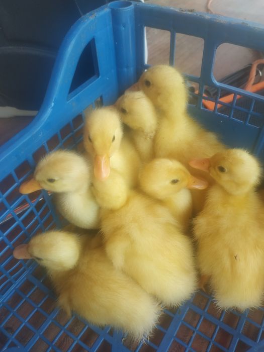 Boboci de rață Pekin
